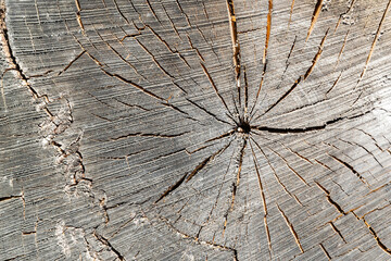 texture of an old tree cut