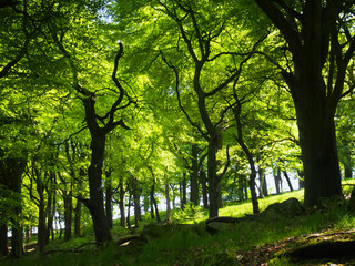 Fototapeta na wymiar forest of large beech trees with leaves illuminated by bright morning sunshine