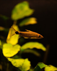 Netzpinselalgenfresser (Crossocheilus reticulatus)