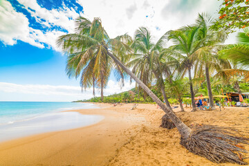 Golden sand and palm trees in La Perle beach in Guadeloupe