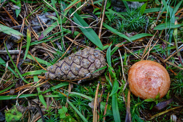 The camelina mushroom grows in the forest. Beautiful forest landscape