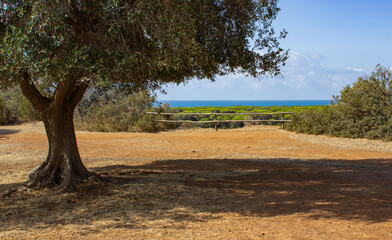Landscape of the Tuscan Maremma. Olive tree on the red soil. In the background - pine forest and the sea.