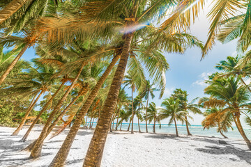 Palm trees and white sand in Bois Jolan beach in Guadeloupe