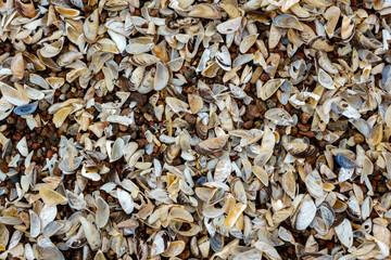 Shell rock and small pebbles on the shore close-up, sea coastline.