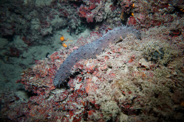 Holothuroidea