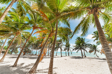 Palm trees in Bois Jolan beach. Guadeloupe