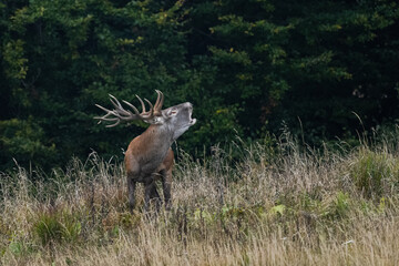 The Red Deer (Cervus elaphus) stag during the rutting season. The Bieszczady Mts, carpathians, Poland.