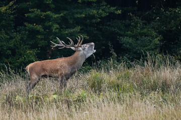 The Red Deer (Cervus elaphus) stag during the rutting season. The Bieszczady Mts, carpathians, Poland.