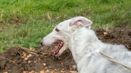 Obraz premium Russian greyhounds in nature. Russian borzoi dog stands against the background of autumn nature.