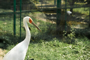 A crane with a red beak in an aviary close-up. Selective focus.