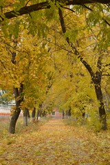 A neglected alley in the golden color of autumn