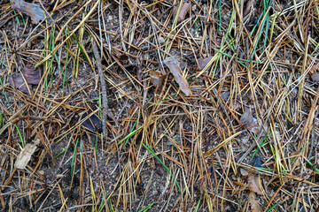 Ants in the forest, running among coniferous needles