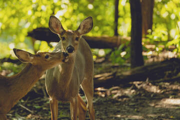 Two deer kissing in the woods on a sunny summer day in Pennsylvania.