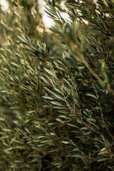 hojas de olivo background 