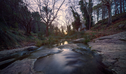 river in the forest