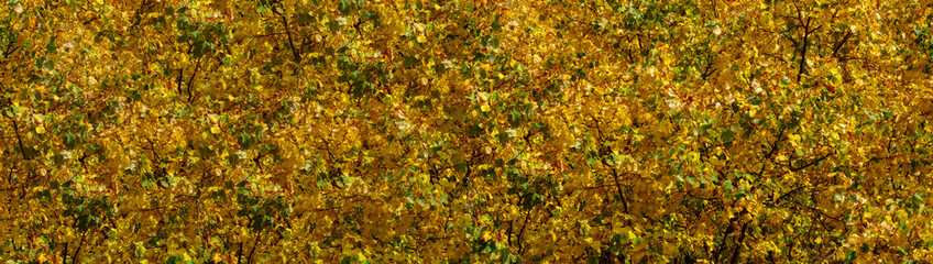 Golden autumn foliage on tree beautiful textured background for design