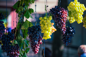 Bunches of grapes of different varieties hang on the street