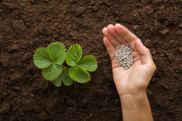 Young adult woman palm holding complex fertilizer granules for green small strawberry plant on dark...