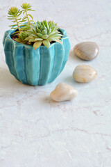 Succulents with stones