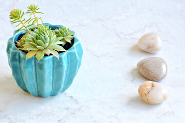Tiny succulents in vibrant turquoise pot with polished stones in horizontal format with room for text.