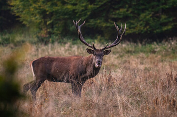 The Red Deer (Cervus elaphus) stag during the rutting season. The Bieszczady Mts, carpathians, Poland.