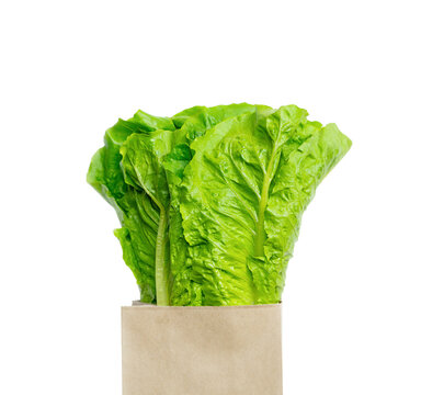 Fresh lola rosso lettuce leaves in craft package isolated on white background.