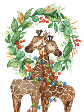 Christmas watercolor illustration of two cute giraffes and festive new year wreath