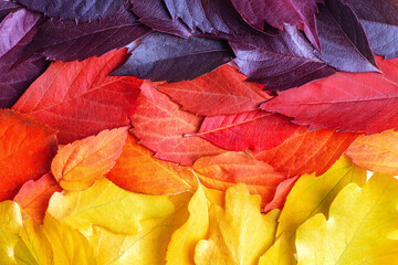 multi-colored autumn leaves, yellow, red, dark. autumn background