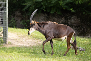 Amazing capricorn is walking through the nature and enjoys the good air. The capricorn are searching for some grass to eat.
