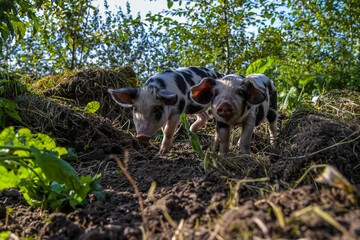 Here we see kids playing, in the bush
