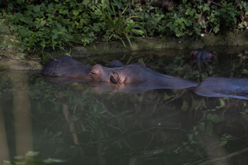 Amazing hippo is laying in the water and relax at this hot day. A hippo is a really big animal and the most dangerous in the whole world.