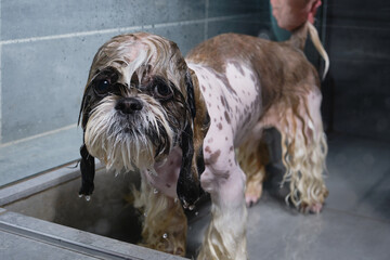 Wet sad dog. Groomer washing Shitzu or Shih tzu dog. Pet groomer washing dog from the shower....