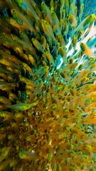 Naklejka premium The Maldives island underwater sea