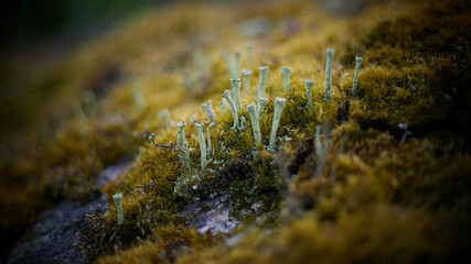 close up of moss on the rocks