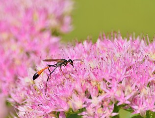 Gemeine Sandwespe (Ammophila sabulosa)