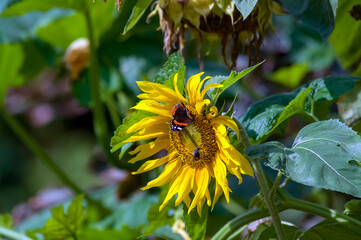 Duży ozdobny kwiat słonecznika motyl i bąk w pięknych mocnych promieniach słońca	