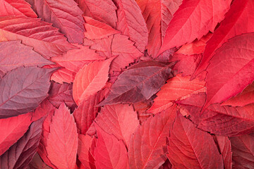 Background of red fallen autumn leaves. Leaves of parthenocissus quinquefolia, or virginia creeper, or victoria creeper, or five-leaved ivy, or five-finger. - obrazy, fototapety, plakaty