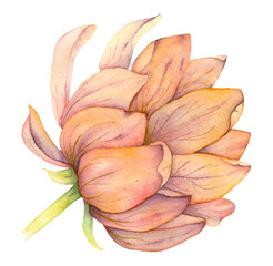 Pink yellow watercolor flower chamomile gerbera chrysanthemum isolated on white background side view.