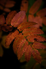 autumn leaves on the ground