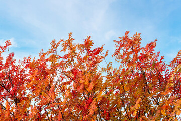 Bright red-orange autumn leaves of rowan on the background of the sky. Autumn background.