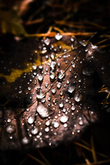 drops of water