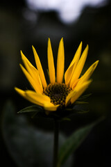 yellow flower on black background