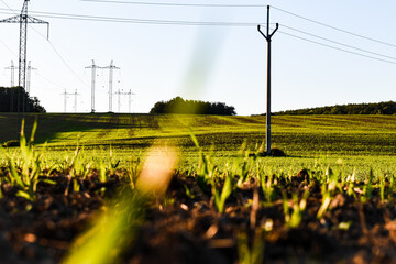 sunset over the field