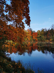 Obraz premium Autumn in the park. Maples with bright, colorful leaves grow around the pond and are reflected in its water.