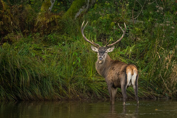 The Red Deer (Cervus elaphus) stag during the rutting season. The Bieszczady Mts, carpathians, Poland.