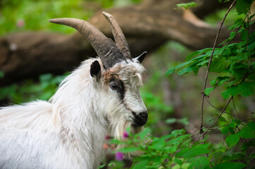 A mountain goat looks into the camera lens, against the backdrop of greenery and trees. Mouflon with large horns.