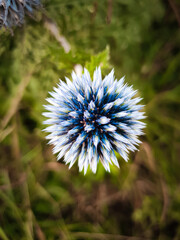 dandelion in the wind