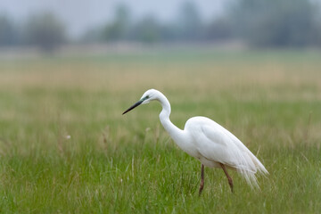 The great egret (Ardea alba), also known as the common egret.White heron with green background.
