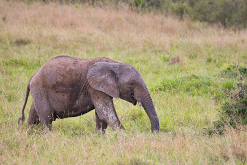 Naklejka na ściany i meble A young african bush elephant, Loxodonta africana, in the grassland of the Masai Mara