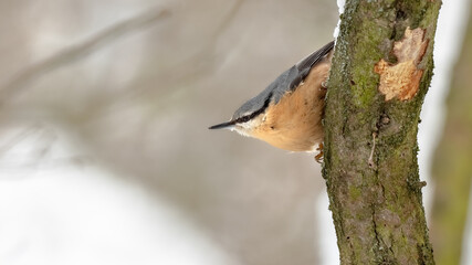 Sitta europaea. He lives throughout Europe. Wild nature. Winter. Photographed in the wild.